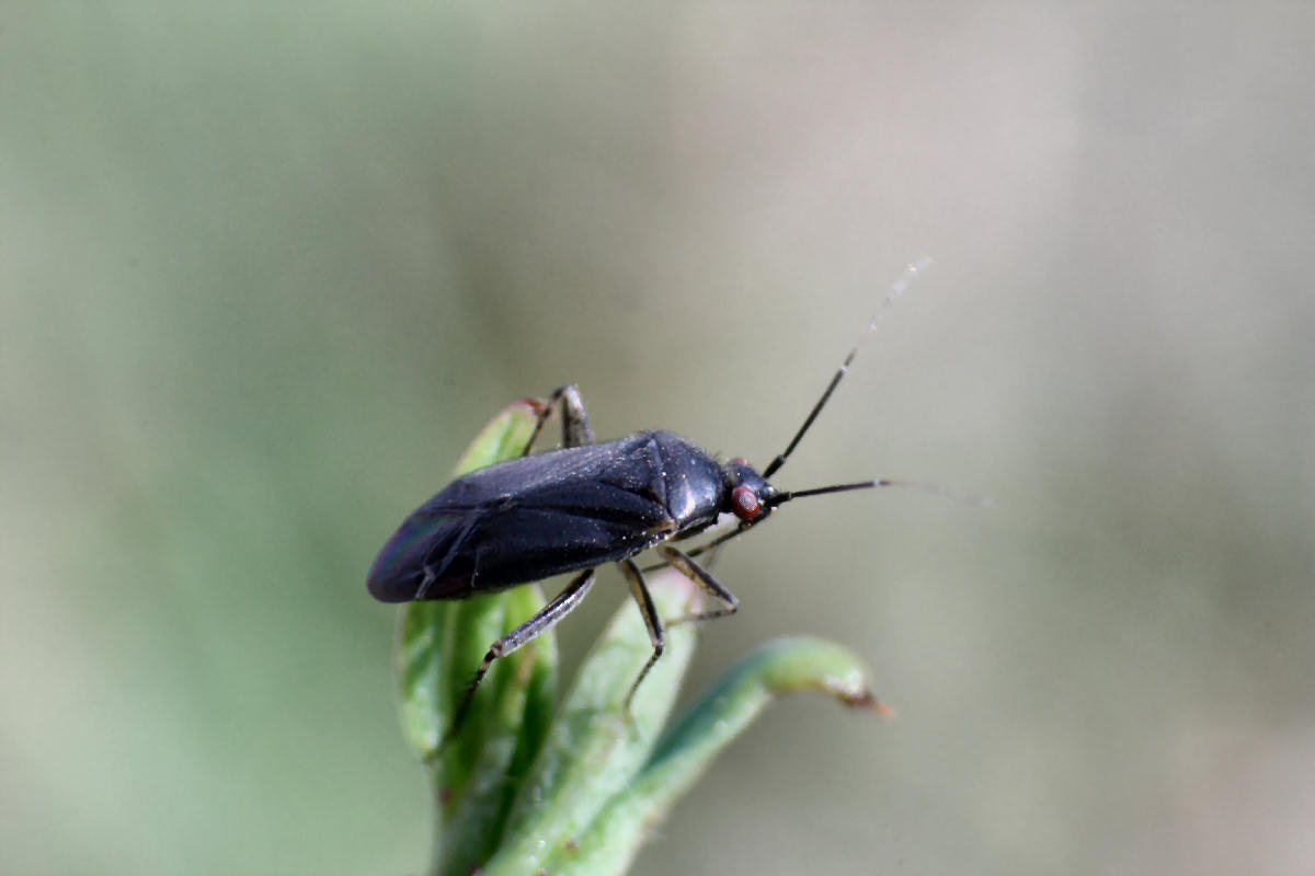 Miridae: Plagiognathus arbustorum della Lombardia (MB)